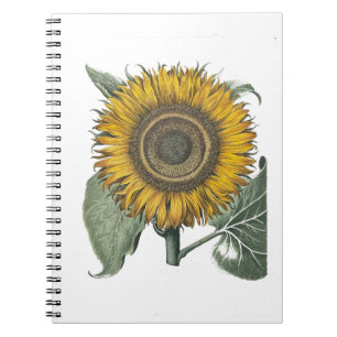 Sonnenblume Hortus Eystettensis , 1713 Notizblock