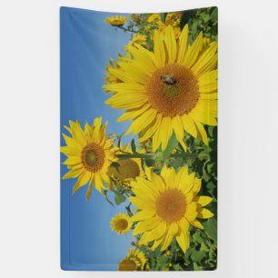 Sonnenblume im blauen Himmel farbenfrohe Sommerblü Banner