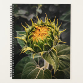 Sonnenblume im Blütenplaner Planer