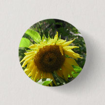 Sonnenblume-im Garten arbeitenknopf