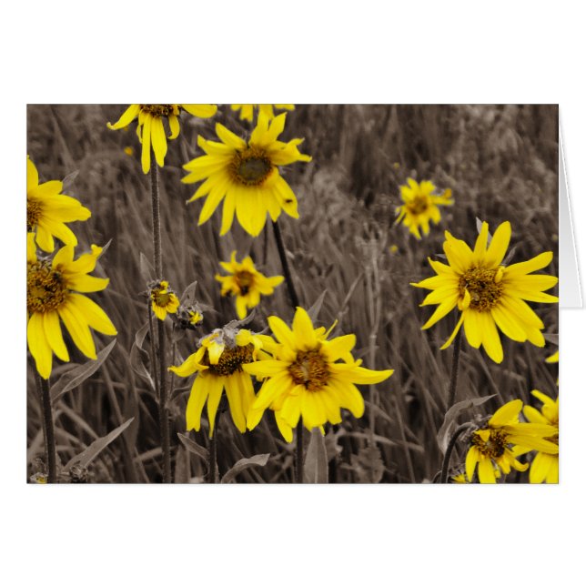 Sonnenblume im Rocky Mountain (Vorderseite (Horizontal))