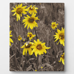 Sonnenblume im Rocky Mountain Fotoplatte