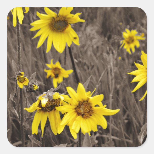 Sonnenblume im Rocky Mountain Quadratischer Aufkleber (Vorderseite)