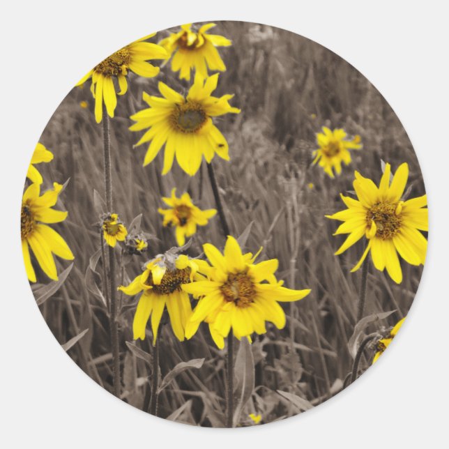Sonnenblume im Rocky Mountain Runder Aufkleber (Vorderseite)