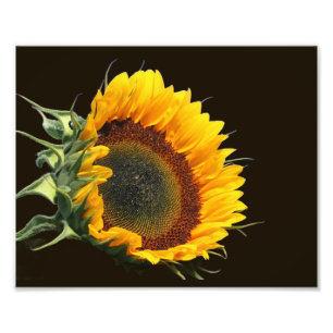 Sonnenblume im Sonnenschein 8x10 Fotodruck