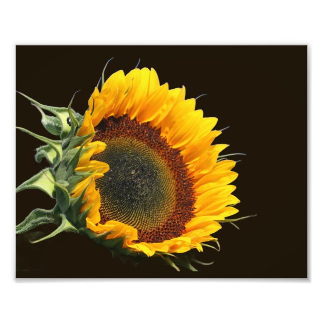 Sonnenblume im Sonnenschein 8x10 Fotodruck (Vorne)