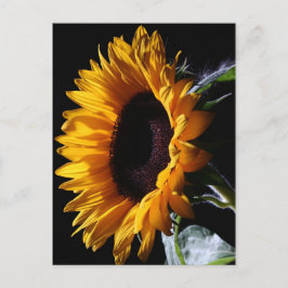 Sonnenblume im Studio 1 Postkarte
