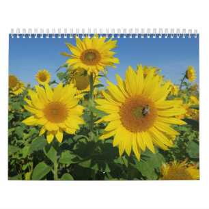Sonnenblume in blauem Himmel bunt Sommerblüte Kalender