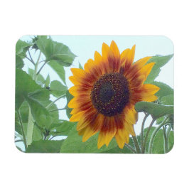 Sonnenblume in einem blauen blauen Himmel — Magnet