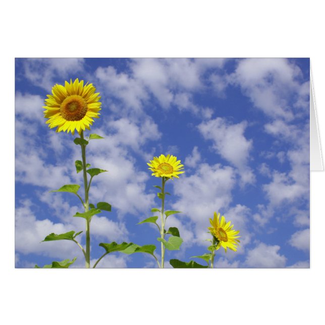 Sonnenblume-Karte (Vorderseite (Horizontal))