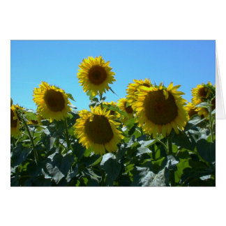 Sonnenblume — Karte