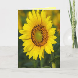 Sonnenblume Karte