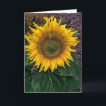 Sonnenblume Karte<br><div class="desc">Eine Sonnenblume auf Stiel mit seinem Blätter</div>