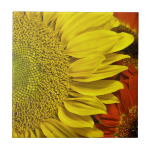Sonnenblume-Keramik-Fliese Fliese