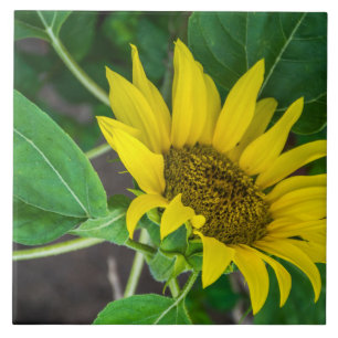 Sonnenblume-Keramikfliese Fliese