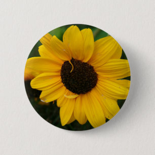 Sonnenblume-Knopf Button