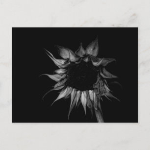 Sonnenblume - Kunstfotografie Postkarte