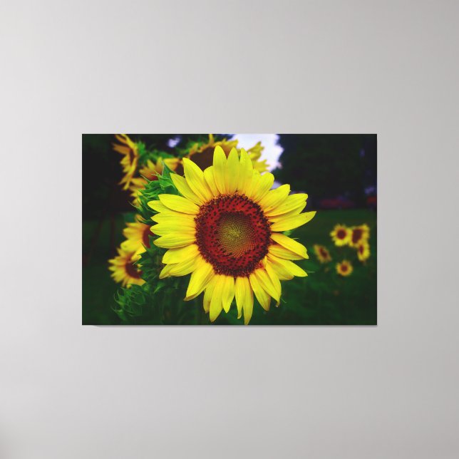 Sonnenblume Leinwanddruck (Vorderseite)