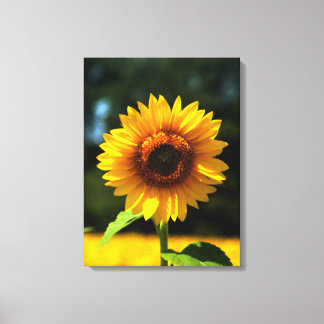 Sonnenblume Leinwanddruck