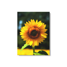 Sonnenblume