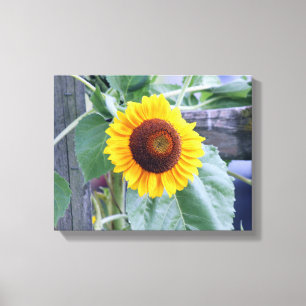 Sonnenblume Leinwanddruck