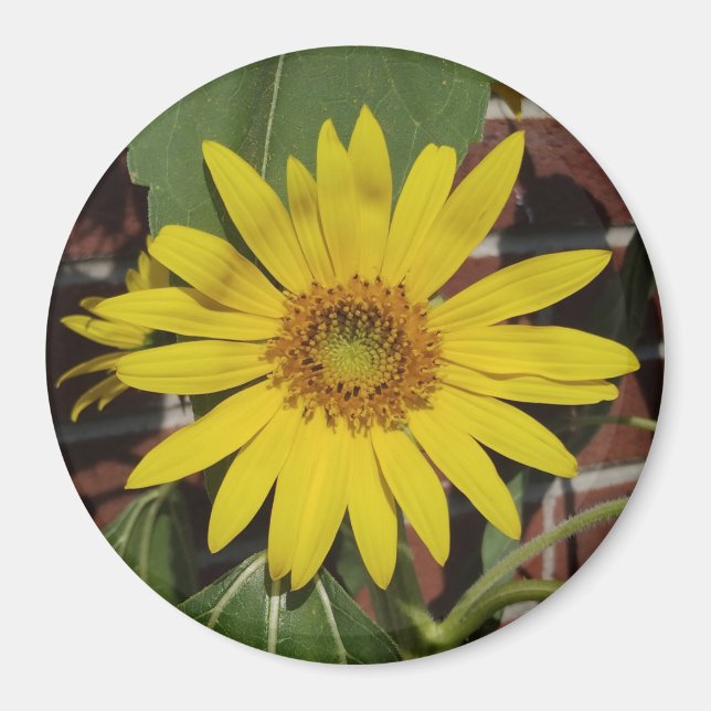 Sonnenblume Magnet (Vorne)