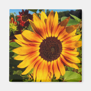 Sonnenblume Magnet