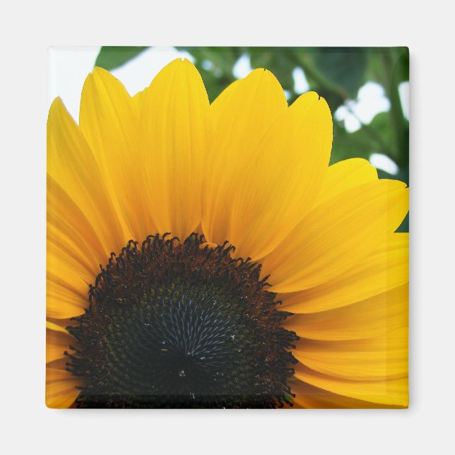 Sonnenblume Magnet (Vorne)