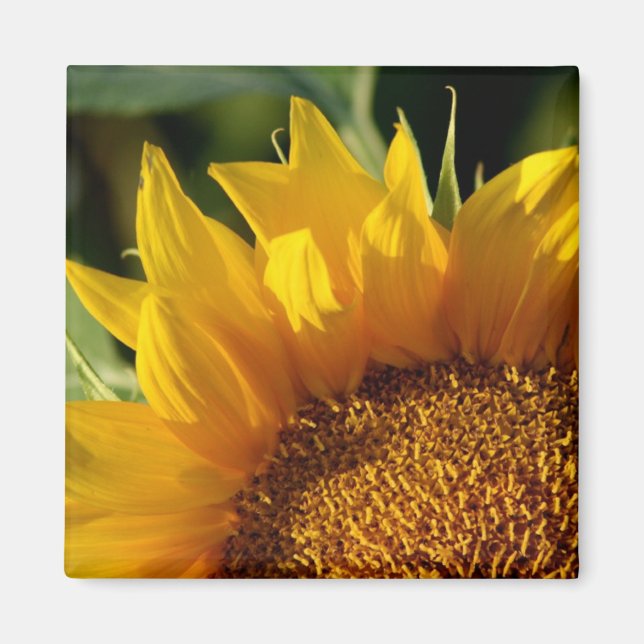 Sonnenblume Magnet (Vorne)