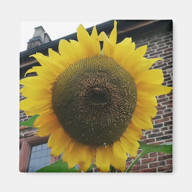 Sonnenblume Magnet (Vorne)