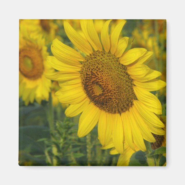 Sonnenblume Magnet (Vorne)