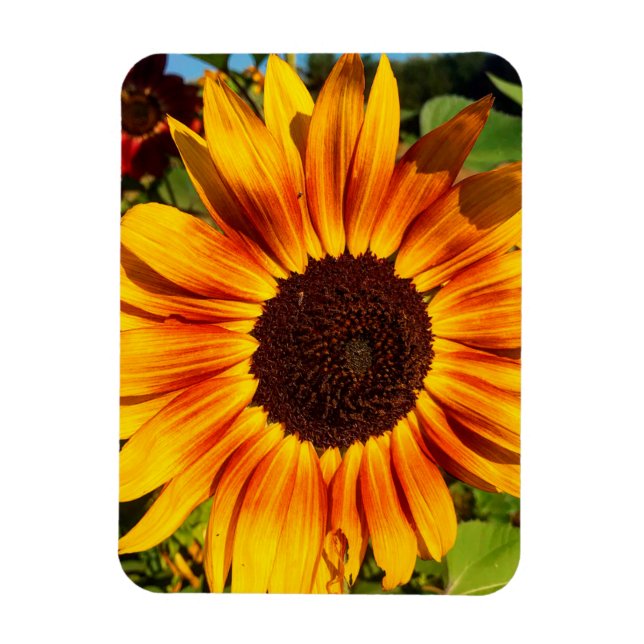 Sonnenblume Magnet (Vertikal)