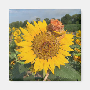 Sonnenblume Magnet