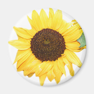 Sonnenblume Magnet