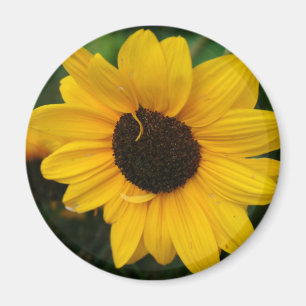 Sonnenblume-Magnet Magnet