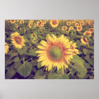 Sonnenblume mit Filtereffektretro Vintager Stiel