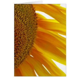 Sonnenblume mit Hummeln