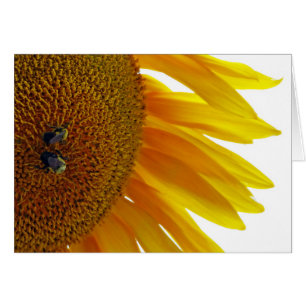 Sonnenblume mit Hummeln