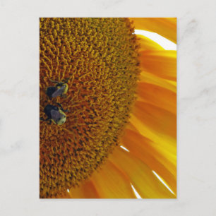 Sonnenblume mit Hummeln Postkarte