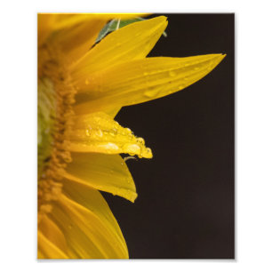Sonnenblume mit Regentropfen Fotodruck