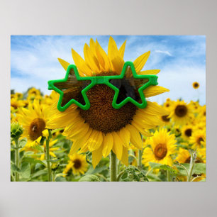 Sonnenblume mit Sternengläser Poster