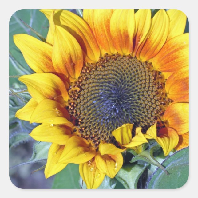 Sonnenblume mit Wassertröpfchen Quadratischer Aufkleber (Vorderseite)