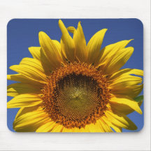 Sonnenblume