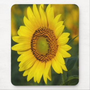 Sonnenblume Mousepad