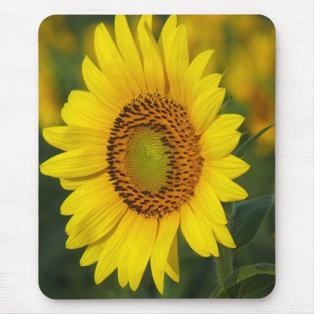 Sonnenblume Mousepad (Vorne)