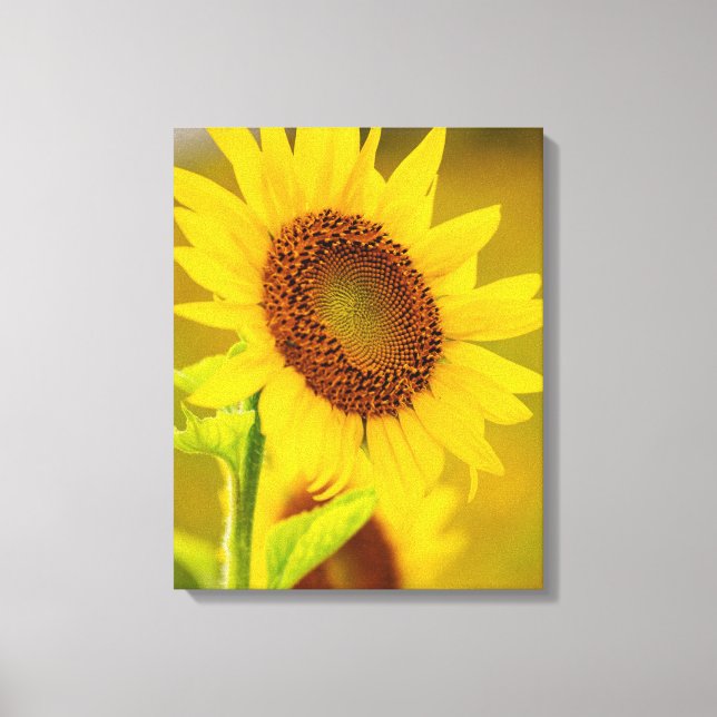 Sonnenblume Nah Leinwanddruck (Vorderseite)