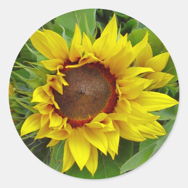 Sonnenblume Nah-up Runder Aufkleber (Vorderseite)