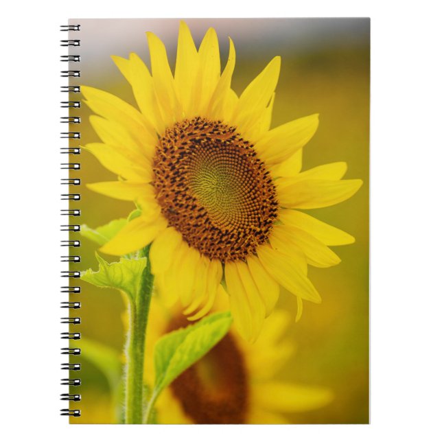 Sonnenblume Notizblock (Vorderseite)