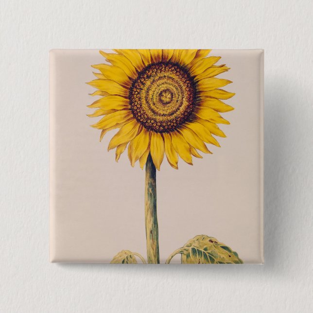 Sonnenblume oder Helianthus Button (Vorderseite)