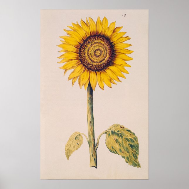 Sonnenblume oder Helianthus Poster (Vorne)